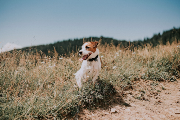 Jack Russell Terrier