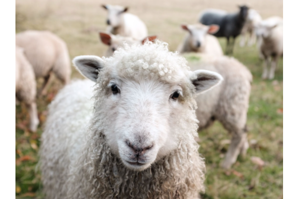 Rural lifestyle, picture of sheep