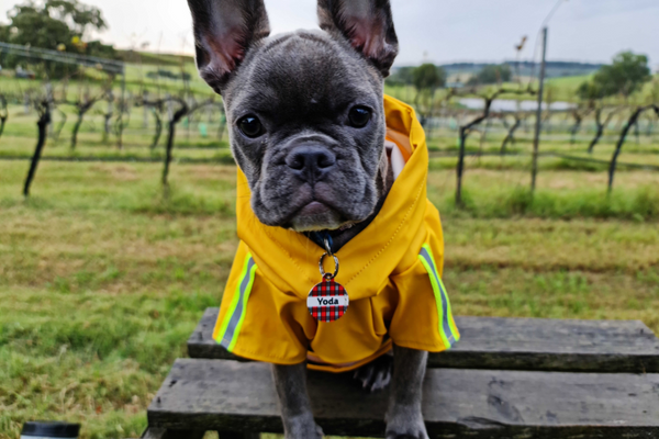 French Bulldog x Boston Terrier