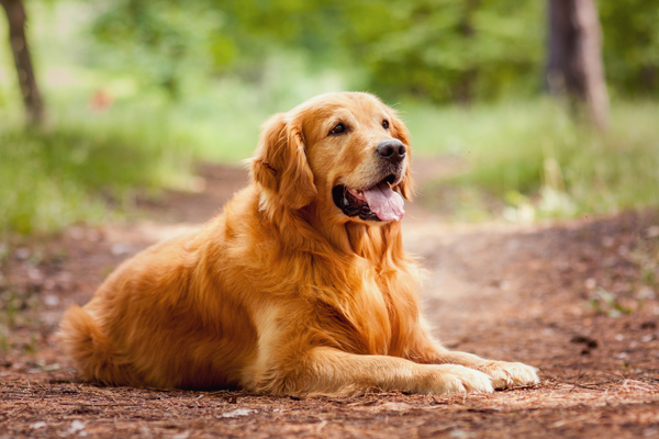 Golden Retriever