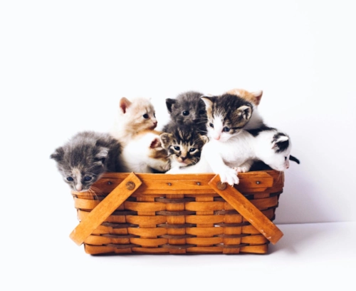 cat