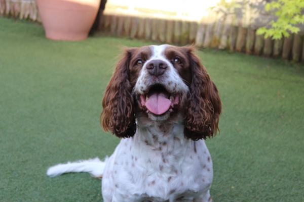 English Springer Spaniel